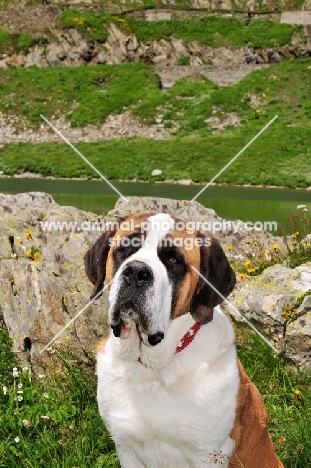 Saint Bernard portrait taken in the Alps