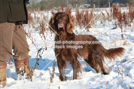 German Longhaired Pointer in snow