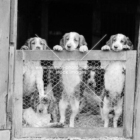 six welsh springer spaniel puppies looking out from their barn