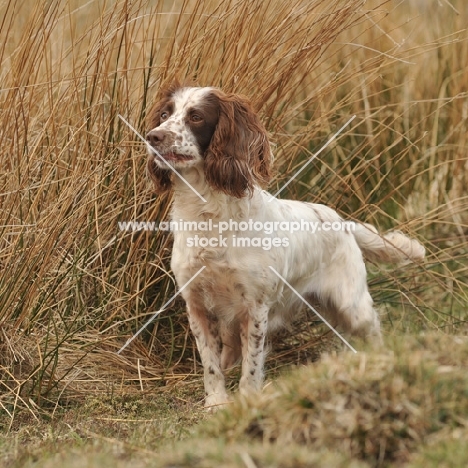 English Springer Spaniel