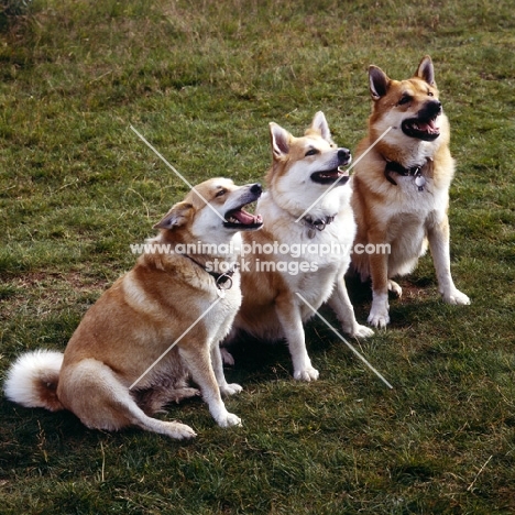 three iceland dogs in a row