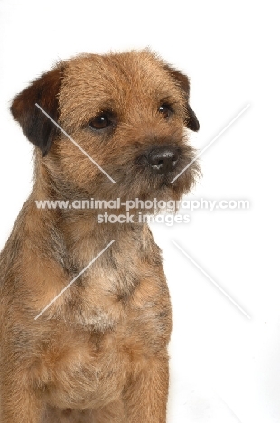 alert looking Border Terrier