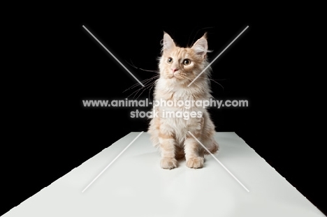 Maine Coon cat sitting at table, looking towards camera