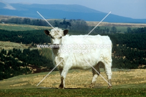 white galloway in scotland