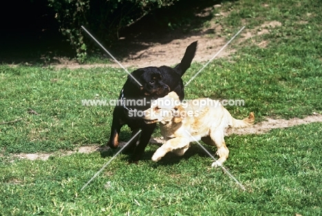 undocked rottweiler playing roughly with golden retriever