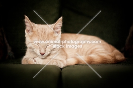 Kitten sleeping on couch