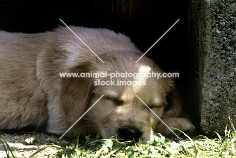 golden retriever puppy