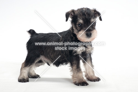 Miniature Schnauzer puppy standing on white background