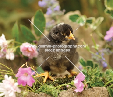 Maran chick