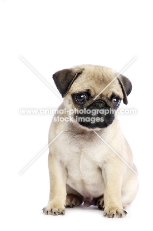 Pug puppy sitting down