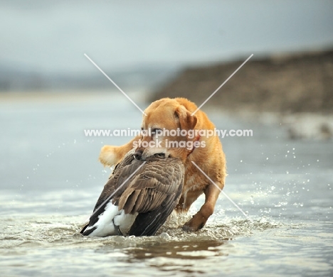 Labrador Retriever retrieving bird from water