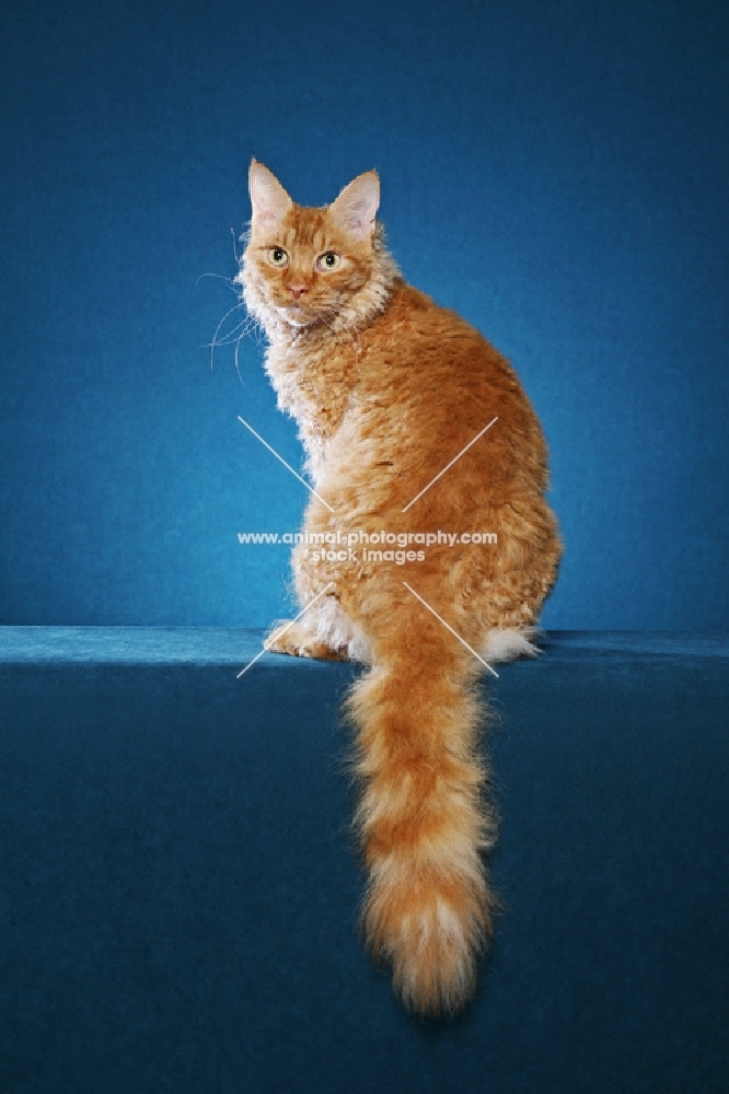 Laperm cat sitting on teal background, back view