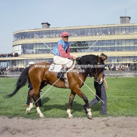 Arab Polish with jockey at Warsaw races