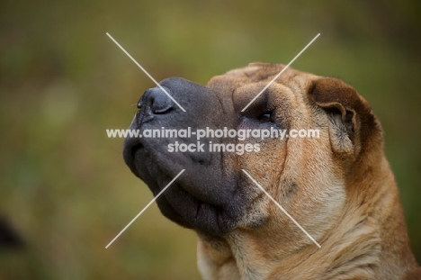 fawn shar pei profile