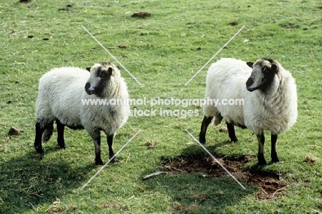 badger faced sheep at cotswold farm park