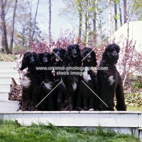six afghan hounds from grandeur afghans USA sitting on steps