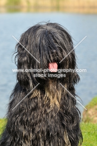 Cao da Serra de Aires (aka Portuguese Sheepdog)