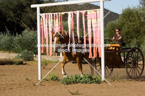 Belgian Draft horse