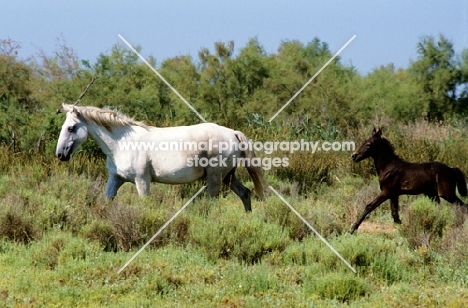 camargue pony walking with her foal