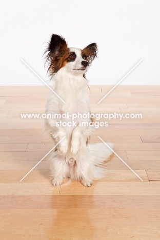 tri colour Papillon on hind legs, looking away