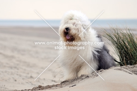 Old English Sheepdog