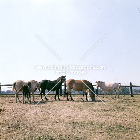 group of Gotland Pony mares and foals standing in enclosure in Sweden