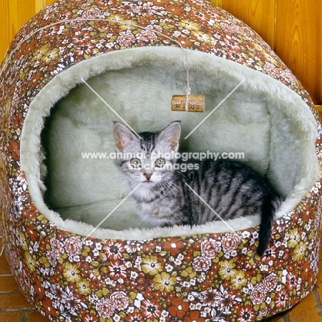 feral x kitten, ben, in a cat/ dog bed with cork hanging as a toy