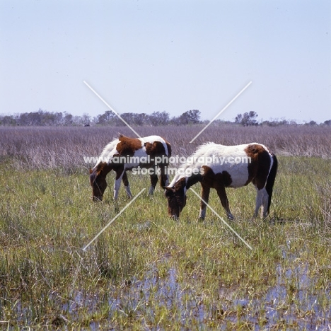 Two chincoteague ponies grazing on assateague island