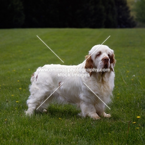 am ch arrelmount’s nigel of rivendell, clumber spaniel in usa