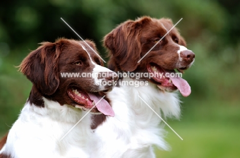 two Dutch Partridge dogs, portrait