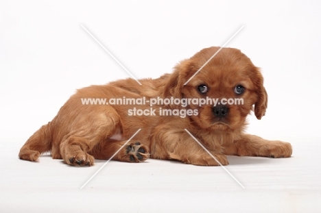 ruby Cavalier King Charles puppy lying down