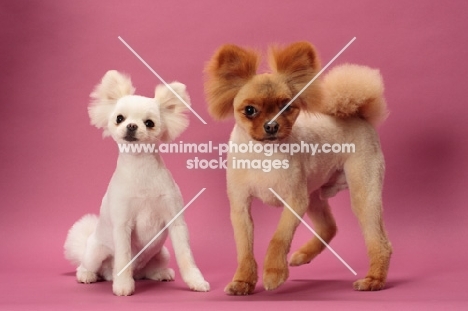 two cute Pomeranians