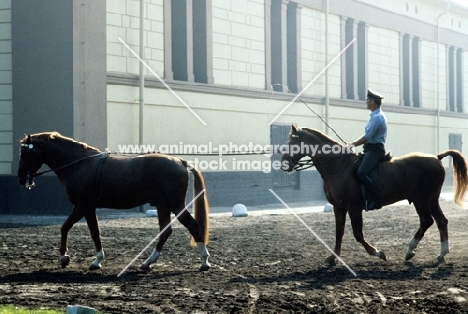 rider long reining a hanoverian at celle
