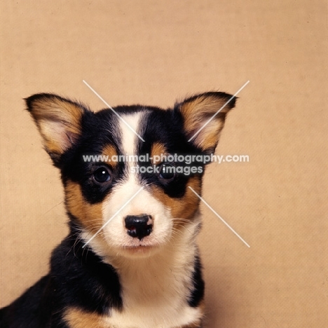 pembroke corgi puppy portrait