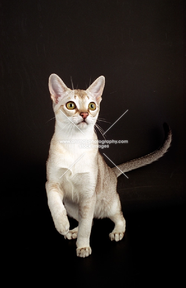 Singapura cat walking on dark background