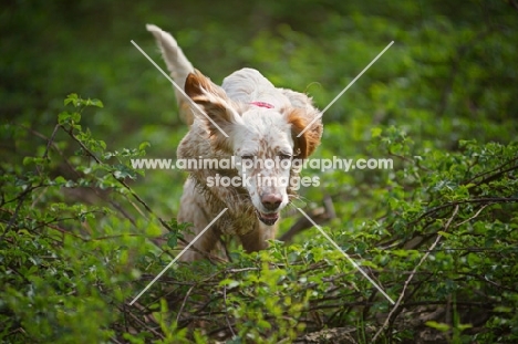 english setter jumping out of a bush