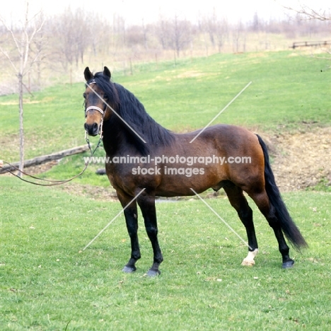 kennebec cornwallis, morgan horse, foundation morgan