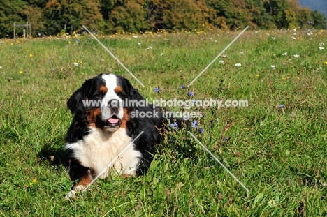 Bernese Mountain Dog, lying in field