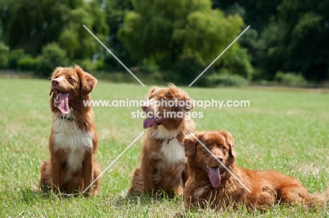 3 Nova Scotia Duck Tolling Retriever 