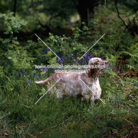 sh ch hello dolly at upperwood, english setter in woods