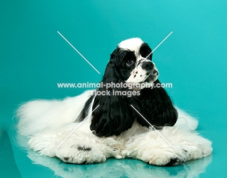 black and white Cocker Spaniel resting on blue background