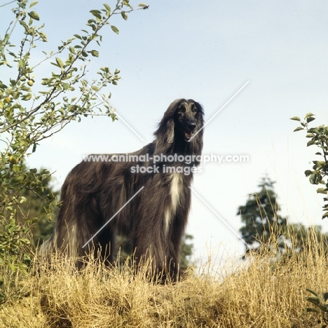 ch montravia kaskarak hitari (alfie), afghan hound standing on grass, bis crufts 1983 