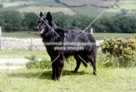 groenendael standing on hillside