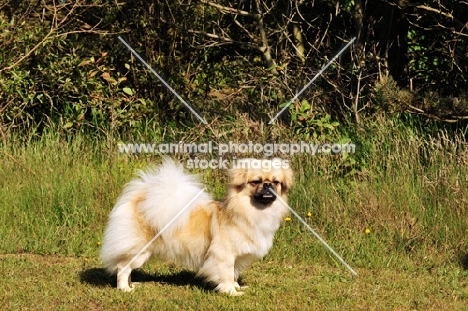 Tibetan Spaniel side view