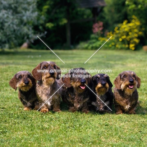 drakesleat - ch ai see, ch easy come, ch take the rap, ch good grief, ch easy speak, five miniature wire haired dachshunds together