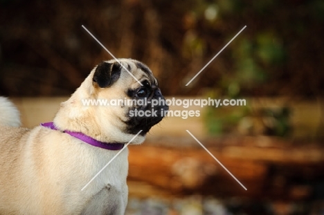 fawn Pug