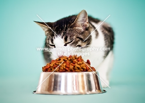 Cat eating large bowl of kibble
