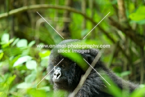 young mountain gorilla in parc national des volcans, rwanda