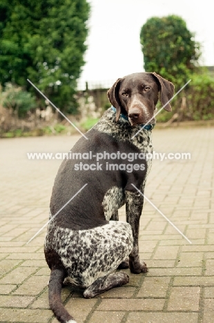 German Shorthaired Pointer sitting on pavement