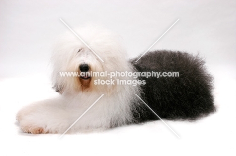 Australian Champion Old English Sheepdog, lying down